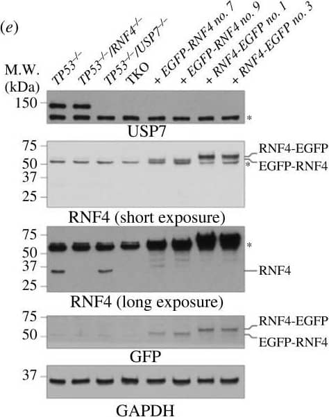 Western Blot RNF4 Antibody [Unconjugated]