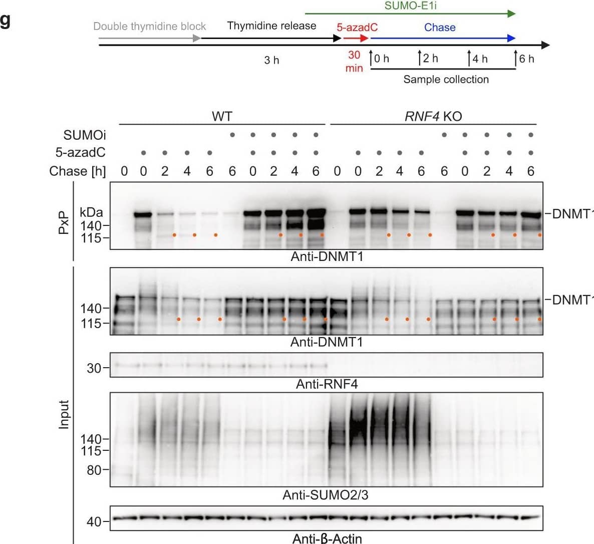 Western Blot RNF4 Antibody [Unconjugated]