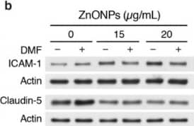 Aryl hydrocarbon receptor (AhR) inhibitor 3′,4′-dimethoxyflavone (DMF) abolishes ZnONPs-induced ICAM-1 but not claudin-5 expressions or alters VE-cadherin junctional distribution. HUVECs were pretreated with 10 µM DMF, before treatment with ZnONPs for 24 h. (a) Representative images of immunofluorescence staining with antibody against VE-cadherin c-terminal domain (red) are shown. Cell nuclei were stained with DAPI (blue). *, diffused cytosolic distribution of VE-cadherin. (b) Western blotting was performed to detect ICAM-1 and claudin-5 expressions. Actin was used as a loading control. A representative of at least four experiments is shown. Image collected and cropped by CiteAb from the following open publication (//pubmed.ncbi.nlm.nih.gov/32414036), licensed under a CC-BY license. Not internally tested by R&D Systems.