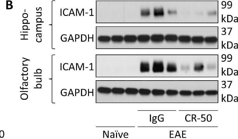 Peripheral CR-50 treatment does not abolish basal diapedesis. Cx3cr1-GFP male mice were injected intraperitoneally with 100 µg of irrelevant IgG (n = 10) or CR-50 (n = 9) twice per week. To challenge the BBB and increase its permeability, EAE was induced by Myelin Oligodendrocyte Glycoprotein immunization using standard procedures [118], one week after the first antibody injection. Naïve mice are littermates with no antibody treatment or EAE induction. (A–C) Adhesion protein expression was evaluated by Western blot or immunohistochemistry in tissues, as indicated. (D) In the Cx3cr1-GFP-positive cell population, the total number of inflammatory cells (Cx3cr1-GFP-positive), monocytes (Cx3cr1-GFP-positive, Iba-1-negative; indicated by the arrows), and microglia (Cx3cr1-GFP and Iba1 double positive) were visualized by immunofluorescence (scale = 50 µm). (A–D) Figure adapted with permission from Calvier et al. Sci. Trans. Med., 2020 [53]. n ≥ 3; * p < 0.05 and ** p < 0.01. Image collected and cropped by CiteAb from the following open publication (//pubmed.ncbi.nlm.nih.gov/38607022), licensed under a CC-BY license. Not internally tested by R&D Systems.