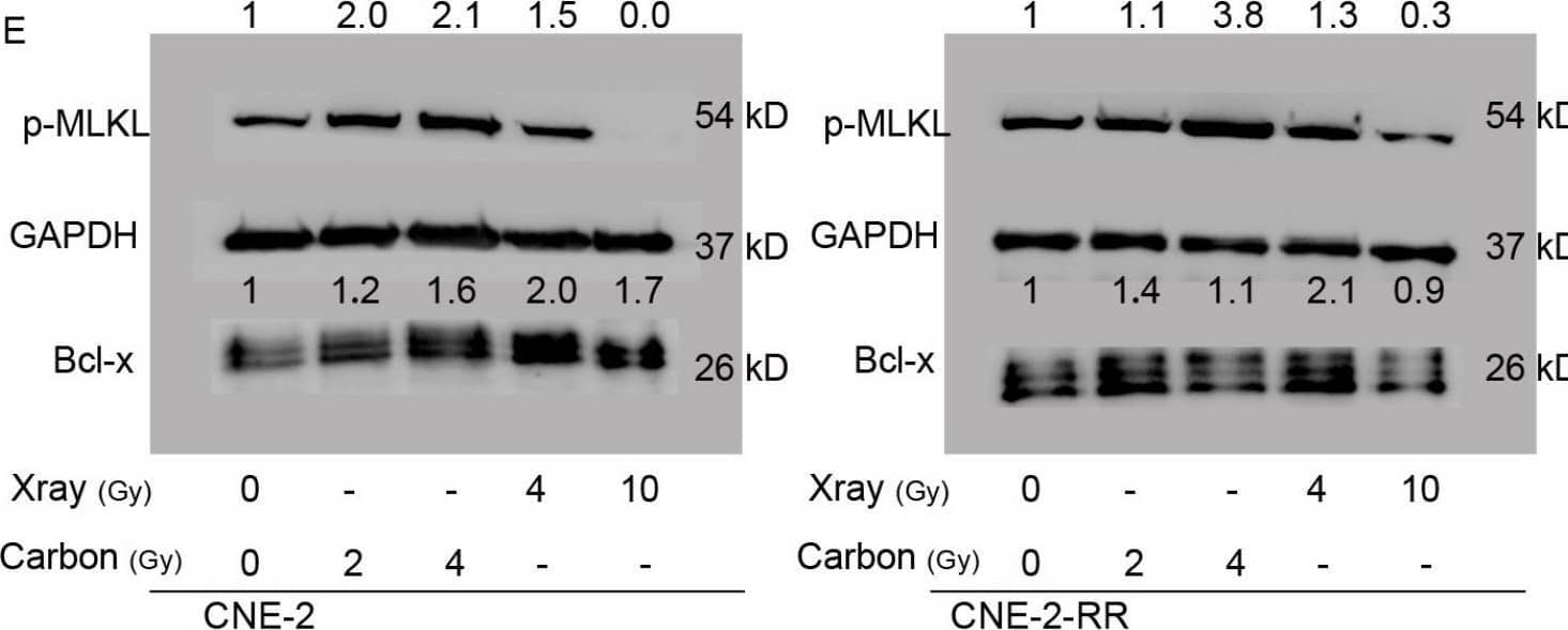  Necroptosis induction in parental CNE-2 and photon-resistant CNE-2-RR cells following X-rays or carbon-ion irradiation. (A) Endogenous changes of CNE-2-RR in the levels of caspase-8, PARP and other regulators of necroptosis compared with CNE-2 cells. Protein levels (mean±SD) in CNE-2-RR relative to the CNE-2 cells are presented. **P≤0.01. (B) Dose dependent phosphorylation of MLKL in X-ray irradiated cells at 48 hours. (C) Dose dependent phosphorylation of MLKL, PARP and cleaved-PARP in carbon ion irradiated cells at 48 hours. (D) Levels of phosphorylated forms MLKL and Bcl-x at 48 hours after X-ray (12 Gy) and carbon-ion (4 Gy) irradiation in HepG2 and Hep2 cells. (E) Levels of phosphorylated forms MLKL and Bcl-x at 48 hours after X-ray (4 Gy and 10 Gy) and carbon-ion (2 Gy and 4 Gy) irradiation in CNE-2 and CNE-2-RR cells. (F) Fold change in p-MLKL levels (mean ± SEM) in irradiated cells (Carbon ion: 2Gy and 4 Gy; X-ray: 4Gy and 10Gy) relative to the un-irradiated cells at 48 h. **P≤0.01, ****P≤0.0001. ns, no significance. Image collected and cropped by CiteAb from the following open publication (//pubmed.ncbi.nlm.nih.gov/33531997), licensed under a CC-BY license. Not internally tested by R&D Systems.