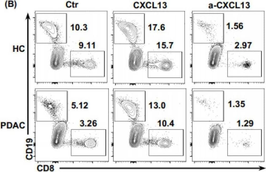 The anti-tumor function of Tfh cells was impaired in PDAC. (A) Representative flow cytometry data and the proportion of functional cTfh cells (CXCL13+ IL-21+) from the peripheral blood of healthy donors (n = 4) and patients with PDAC of different stages (nI = 5, nII = 4, nIII = 4). (B) Representative flow cytometry data and (C) the proportion of CD8+ T cells and B cells recruited to the bottom of the Transwell chamber by cTfh cells treated with or without rhCXCL13 or anti-CXCL13 neutralizing antibodies. (D) Representative flow cytometry data and the proportion of plasma cells (CD27+ CD38+) in B cells (CD19+ CD20+) from the peripheral blood of healthy donors (n = 4) and patients with PDAC at different stages (nI = 5, nII = 4, nIII = 4). (E) Representative flow cytometry data and the proportion of IgG-secreting plasma cells from cells in (D). (F) Representative flow cytometry data and the proportion of IgM-secreting plasma cells from cells in (D). (G) Representative flow cytometry data and the proportion of plasma cells (CD27+ CD38+) in B cells (CD19+ CD20+) co-cultured with cTfh cells sorted from the peripheral blood of healthy donors (n = 3) and patients with PDAC (n = 3). (H) Representative flow cytometry data and the proportion of IgG-secreting plasma cells from cells in (G). (I) Representative flow cytometry data and the proportion of IgM-secreting plasma cells from cells in (G). Asterisks indicated the significance level of the p-value (* p < 0.05 and ** p < 0.01). Image collected and cropped by CiteAb from the following open publication (//pubmed.ncbi.nlm.nih.gov/34359579), licensed under a CC-BY license. Not internally tested by R&D Systems.