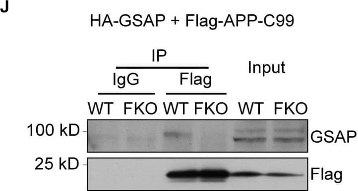 Western Blot GSAP Antibody