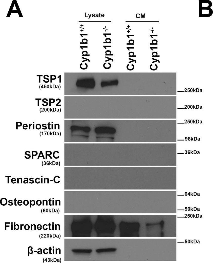 Altered expression of ECM proteins in Cyp1b1-/- LSEC.Western blot analysis of ECM proteins in the conditioned medium (CM) and cell lysates from LSEC was performed. (A) The levels of SPARC, Tenascin-C, TSP2, and Osteopontin were below the level of detection. Cyp1b1 LSEC produced TSP1, periostin, and fibronectin. (B) The quantitative assessment of the data. TSP1 level was significantly decreased in lysates from Cyp1b1-/- LSEC (***P< 0.001; n = 3), while periostin level was increased in lysates from Cyp1b1-/- LSEC. The level of fibronectin secreted into the conditioned medium was decreased in Cyp1b1-/- LSEC. These experiments were repeated with two isolation of LSEC with similar results. Image collected and cropped by CiteAb from the following publication (//pubmed.ncbi.nlm.nih.gov/30372497), licensed under a CC-BY license. Not internally tested by R&D Systems.