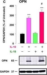 <b>Biological Strategies Validation. </b>Osteopontin (OPN) drives enhancement in macrophage (Mφ) M2 polarization and angiogenic capacity. (A) Representative images of protein expression profiles obtained by comprehensive protein array in each Mφ subset. Red arrowheads indicate OPN. (B) The mRNA expression level of Spp1 relative to glyceraldehyde-3-phosphate dehydrogenase (Gapdh) was analyzed by real-time reverse transcription polymerase chain reaction in each Mφ subset and was normalized to Mφ (–), n = 6 [***p < 0.001 vs. untreated, #p < 0.05 vs. interleukin (IL)-10 alone]. (C) The protein expression level of OPN relative to GAPDH was measured by western blotting and was normalized to Mφ (–), n = 10. Lower panels are typical images of each protein (***p < 0.001 vs. untreated, #p < 0.05 vs. IL-10 alone). (D) Representative confocal laser scanning immunofluorescence overlay images of OPN (red) and DAPI (blue) in each Mφ subset. Scale bar represents 20 µm. Images in the right row are magnified regions from white or yellow rectangles in the panels of corresponding groups. Scale bar represents 10 µm. (E) Relative mean fluorescence intensity (MFI) of CD163 was measured by FACS analysis in each Mφ subset. An anti-OPN antibody (Ab) and its isotype-matched control Ab were used at 3 µg/mL, n = 4 (***p < 0.001 vs. untreated, ##p < 0.01, #p < 0.05 vs. IL-10 alone, †††p < 0.001 vs. IL-10 + IL-18). (F) The total areas and lengths of tube-like structures were determined by the Matrigel tube formation assay where b.End5 was cocultured with each Mφ subset, n = 12 (***p < 0.001, **p < 0.01, *p < 0.05 vs. untreated, #p < 0.05 vs. IL-10 alone, †††p < 0.001 vs. IL-10 + IL-18). All data are expressed as means ± SEM and were analyzed by a one-way ANOVA followed by Tukey’s test. Image collected and cropped by CiteAb from the following publication (//pubmed.ncbi.nlm.nih.gov/29559970), licensed under a CC-BY license. Not internally tested by R&D Systems.