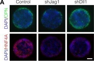Notch ligands Jag1 and Dll1 are both required for segregation of hepatocytic fate centrally and biliary fate peripherally.(A) Immunolabeling for OPN and HNF4A of BMEL cells presented with DLL4 on 30 kPa substrates. Control cells were transduced with an shRNA vector coding for a non-mammalian target. shJag1 and shDll1 cells were transduced with shRNA vectors targeting Jag1 and Dll1, respectively. Scale bar is 150 µm. (B) Confocal imaging of immunolabeled SOX9 and HNF4A in control, shJag1, and shDll1 cells presented with DLL4 on 30 kPa substrates. Scale bar is 75 µm. (C) Quantification of OPN+ cell counts of control, shJag1, and shDll1 cells presented with DLL4 on 30 kPa substrates. (D) Quantification of SOX9 and HNF4A intensity of control, shJag1, and shDll1 cells presented with DLL4 on 30 kPa substrates. (C, D) Mean ± 95% CI.10.7554/eLife.38536.024Figure 7—source data 1.Summary table for OPN data in Figure 7C.10.7554/eLife.38536.025Figure 7—source data 2.Summary table for SOX9 and HNF4A data in Figure 7D.Summary table for OPN data in Figure 7C.Summary table for SOX9 and HNF4A data in Figure 7D.Regression analysis of OPN+ cell counts.Data in Figure 7B were separated into peripheral and central subsets for which dimensionless radius was greater than 0.75 (R>0.75) and less than 0.75 (R<0.75). Separate multiple regression models were generated for each data subset for which coefficient estimates (corresponding to mean change in cell counts) and 95% CI were plotted. For each factor, 95% CI that do not intersect with the dashed line indicate regression coefficient estimates for which P<0.05. Control, shJag1, and shDll1 cells were presented with DLL4 on 30 kPa substrates. Image collected and cropped by CiteAb from the following publication (//pubmed.ncbi.nlm.nih.gov/30589410), licensed under a CC-BY license. Not internally tested by R&D Systems.