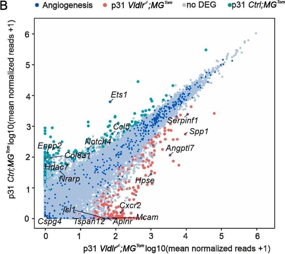 Angiogenic potential of retinal microglia during RAP. (A,B) Readplot using the log2 transformation of normalized reads visualizing differentially expressed genes between microglia from Ctrl; MGTom mice (y-axis) and Vldlr−/−; MGTom mice (x-axis) on postnatal day (p)17 (A) and p31 (B). Genes associated with angiogenesis are labeled blue. (C,D) Comparison of RNA Seq results of isolated microglia and protein analysis of retinal tissue lysates from Vldlr−/−; MGTom and Ctrl; MGTom mice at postnatal day (p)17 and p31 for Vegf (C) and Ccl12 (D). mRNA: n = 5–7 samples per group, protein n = 5 samples per group. (E,F) Intravitreal injection of anti-SPP1 ((E), n = 5) or anti-CCL12 ((F), n = 10) in comparison to an IgG injection (*, p < 0.05; **, p < 0.01; ***, p < 0.001). Image collected and cropped by CiteAb from the following open publication (//pubmed.ncbi.nlm.nih.gov/35408803), licensed under a CC-BY license. Not internally tested by R&D Systems.