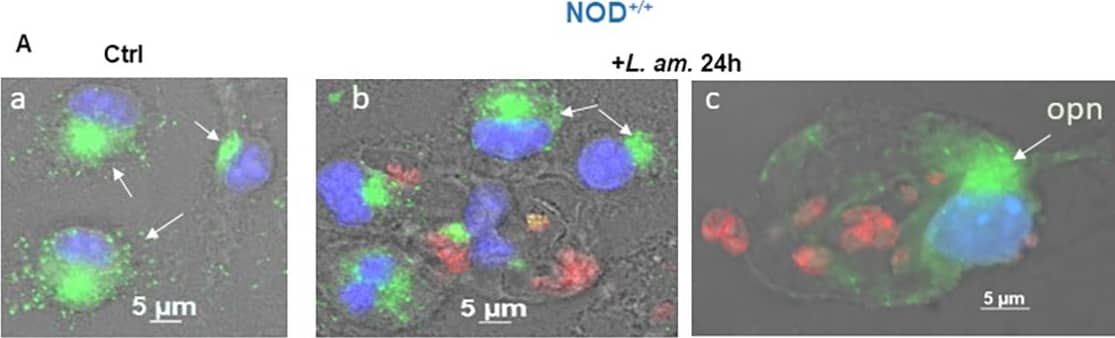 OPN expression in the BMF of NOD+/+ mice in the presence of Leishmania amazonensis.(A) Immunofluorescence staining of BMFs. a & d: non-infected control at 24 h and 48 h, respectively. b & c: BMFs infected with LV79 at 24 h and e & f at 48 h post-infection. Green: OPN, red: LV79; blue: nuclei. (B) qRT‒PCR of OPN transcripts (*P = 0.0294). (C) OPN protein quantification in control non-infected (ctl) and infected +LV79 BMFs. NOD ctl 24 h vs NOD+lv79 24 h (*P = 0.0454); NOD ctl 48 h vs NOD+lv79 48 h (**P = 0.0091). Two-tailed Mann‒Whitney test. Image collected and cropped by CiteAb from the following open publication (//dx.plos.org/10.1371/journal.pone.0308868), licensed under a CC-BY license. Not internally tested by R&D Systems.