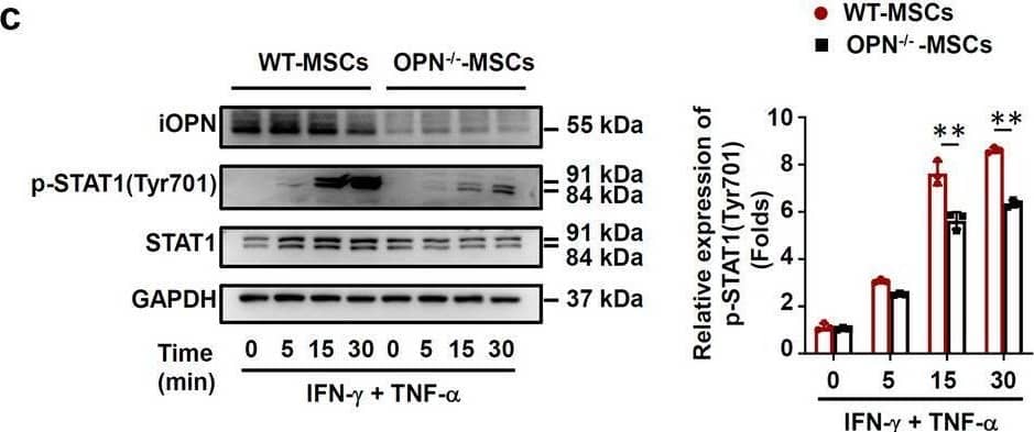 iOPN promoted STAT1-mediated immunosuppression in MSCs. a–d Vector-MSCs and iOPN-MSCs or WT-MSCs and OPN−/−-MSCs were treated with or without TNF-alpha  plus IFN-gamma  (10 ng/mL) for the indicated times. Cells were harvested, and OPN, NF-kappa B p65, STAT1, IKB alpha , phosphorylation of NF-kappa B p65, phosphorylation of STAT1 at Tyr701 and phosphorylation of IKB alpha  were analyzed by immunoblotting analysis. Full-length blots are presented in Additional file 1: Fig. 5a-d. e–g Vector-MSCs and iOPN-MSCs were stimulated with TNF-alpha  plus IFN-gamma  (10 ng/mL) for 12 h. The STAT1 inhibitor fludarabine (Flu, 2 μM) was then added to the culture medium of Vector-MSCs and iOPN-MSCs. The expression of iNOS was determined by quantitative real-time PCR (e), immunoblotting analysis (f) and flow cytometry (g). Full-length blots are presented in Additional file 1: Fig. 5f. h Vector-MSCs and iOPN-MSCs were pretreated with DMSO or fludarabine (Flu, 2 μM) for 6 h and then irradiated and cocultured with CFSE-labeled splenocytes activated by anti-CD3/CD28 antibodies for 3 days at a ratio of 1:20. CD4+ T cells and CD8+ T cells were stained for proliferation analysis by flow cytometry at the end of coculture, and the percentages of proliferating T cells are shown. The results are representative of three to six independent experiments. Values are shown as the mean ± SEM and statistical significance is indicated as *P < 0.05, **P < 0.01 and ***P < 0.001 Image collected and cropped by CiteAb from the following open publication (//pubmed.ncbi.nlm.nih.gov/39407354), licensed under a CC-BY license. Not internally tested by R&D Systems.