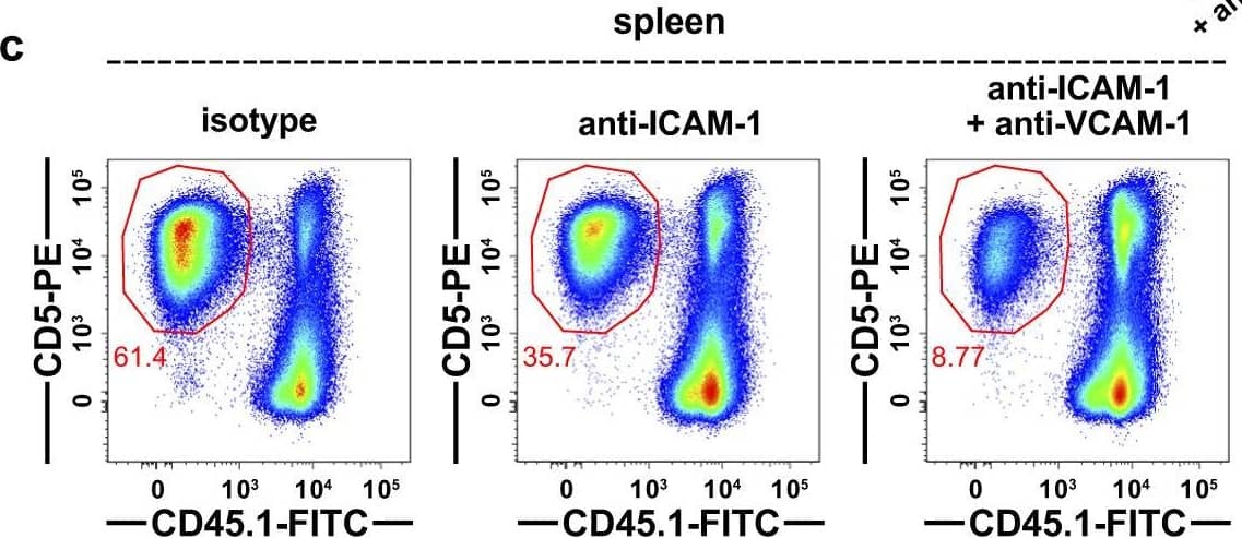 Inhibition of ICAM-1- and VCAM-1-mediated cell adhesion reduces T-ALL burden in vivo. A Experimental schematic depicting dosing schedule for anti-ICAM-1, anti-VCAM-1, or isotype control antibodies following establishment of LN3 T-ALL ( > 1% spleen chimerism) in congenic hosts. Leukemia burden was assessed 2 days after the final antibody injection. b Quantification of spleen and liver weights from the experiments depicted in (a). Tumor-free, age-matched mice were included for comparison. Bars depict the mean + SEM of cumulative data from n = 5 experiments, each with a distinct color-coded primary T-ALL; symbols represent individual mice. c Representative flow cytometry plots showing a decrease in T-ALL burden in the spleens of LN3 T-ALL-transplanted mice following treatment with anti-ICAM-1 +/- anti-VCAM-1 antibodies (100 µg each per mouse). d, e Quantification of the (d) frequency of circulating T-ALL blasts in the blood and (e) number of T-ALL cells in the spleen, BM, LN, and liver from the same experiments as in (b). f Quantification of the indicated myeloid subsets or TCR beta + or B220+ host cells in the spleens of mice from the same experiments as in (d, e). Statistical significance was determined by (b, d, e, f) a two-sided repeated measures one-way ANOVA with the Holm-Sidak correction; P-values: *<0.05, **<0.01, ***<0.001. ns, not significant. Source data are provided as a Source Data file. Image collected and cropped by CiteAb from the following open publication (//pubmed.ncbi.nlm.nih.gov/37805579), licensed under a CC-BY license. Not internally tested by R&D Systems.