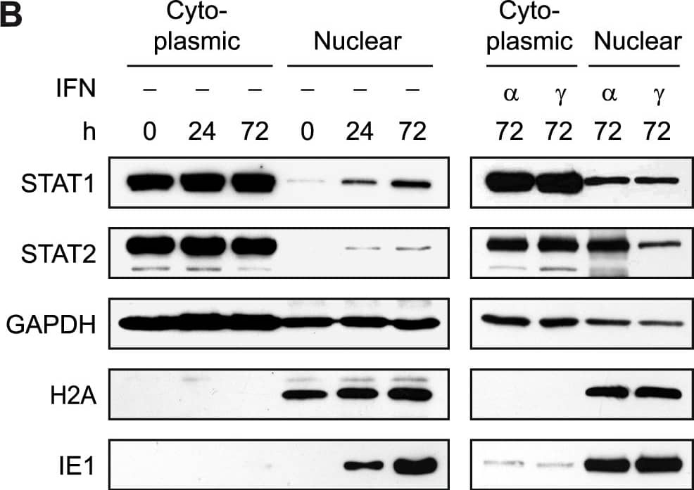 IE1 expression leads to nuclear accumulation of STAT1.A) TetR and TetR-IE1 cells were treated with doxycycline for 72 h. Where                            indicated, TetR cells were incubated in the presence of IFN-gamma  or                            IFN-alpha  for 1 h before samples were fixed with paraformaldehyde and                            examined by indirect immunofluorescence coupled to confocal microscopy.                            Samples were simultaneously reacted with rabbit polyclonal antibodies                            against STAT1 (left) or STAT2 (right) and a mouse monoclonal antibody                            against IE1, followed by incubation with a rabbit-specific Alexa Fluor                            546 conjugate and a mouse-specific Alexa Fluor 633 conjugate.                            TetRnlsEGFP (TetR) fluorescence is shown to visualize nuclei.                            Additionally, merge images of STAT, IE1, and TetR signals are presented.                            Scale bar, 10 µm. B) TetR-IE1 cells were treated with doxycycline                            for 0 h, 24 h, or 72 h. Cytoplasmic and nuclear extracts were prepared                            and subjected to immunoblotting with anti-STAT1, anti-STAT2, anti-GAPDH,                            anti-H2A, and anti-IE1 antibodies. For the right panel, TetR-IE1 cells                            were treated with IFN-alpha  or IFN-gamma  for 1 h before                            fractionation. Image collected and cropped by CiteAb from the following open publication (//pubmed.ncbi.nlm.nih.gov/21533215), licensed under a CC-BY license. Not internally tested by R&D Systems.