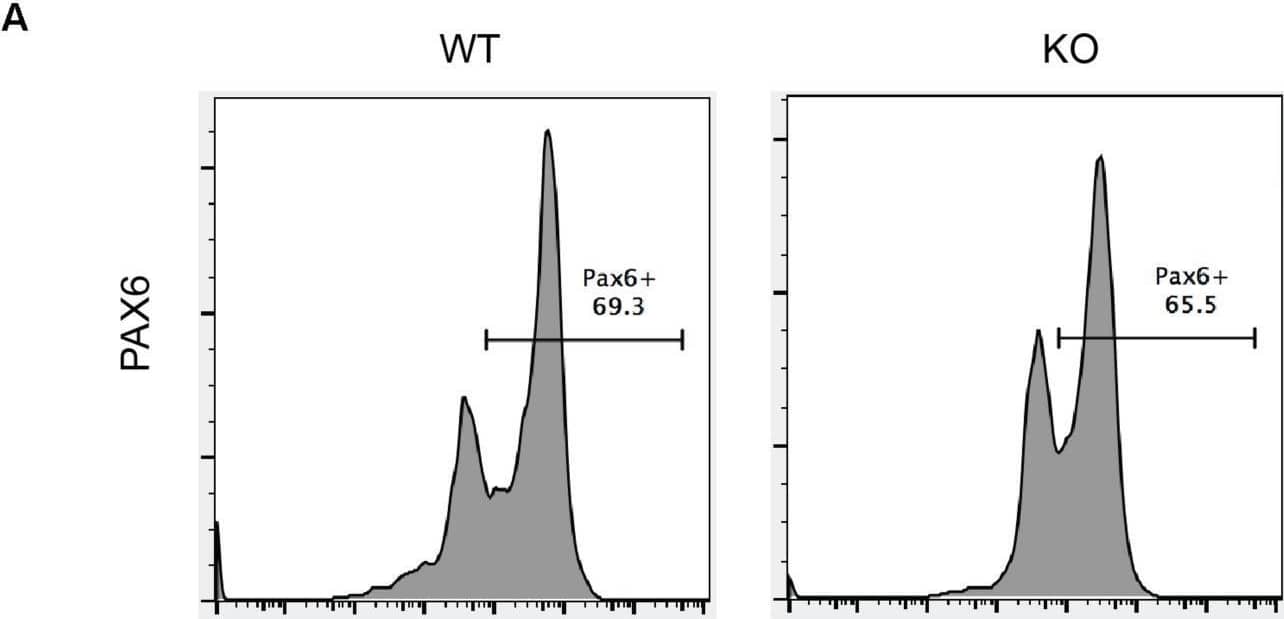 BAF250a was dispensable for neuroectoderm differentiation. (A) FACS analysis of differentiation of WT and BAF250a KO hESC to neuroectoderm using PAX6 antibody at differentiation day 12. (B) Relative mRNA expression of TFAP2A and PAX6 at day 12 differentiation. (C) Immunoprecipitation of day 2 differentiation cells after LDN193189 and SB43142 treatment using anti-OCT4 antibody, followed by Western blotting to detect  beta -CATENIN and active  beta -CATENIN. Five percent of cell lysates were used as input controls. (D) Relative band intensity of precipitated  beta -CATENIN and active  beta -CATENIN in WT and BAF250 KO cells. ChIP assays with (E) anti-OCT4 and (F) anti-beta -CATENIN antibodies using day 2 differentiated cells after LDN193189 and SB43142 treatment at TFAP2A and PAX6 promoters. n = 3. Image collected and cropped by CiteAb from the following open publication (//pubmed.ncbi.nlm.nih.gov/32039194), licensed under a CC-BY license. Not internally tested by R&D Systems.