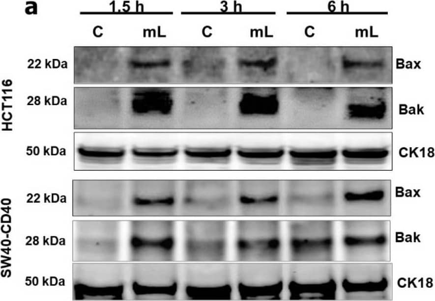 Rapid induction of the mitochondrial (intrinsic) apoptotic pathway and role of caspase activation in cell death. (a) Expression of Bax and Bak proteins was detected in controls (‘C’) versus mCD40L-treated (‘mL’) HCT116 and SW480-CD40 cells by immunoblotting at the indicated time points. Equal loading for human epithelial cell lysate was confirmed by CK18 detection. (b) Control (‘C’) and mCD40L-treated (‘mL’) HCT116 and SW480-CD40 cells were used to prepare cytoplasmic (‘Cyto’) and mitochondrial (‘Mito’) sub-cellular fractions for the detection of cytochrome c (Cyto c) protein by immunoblotting at 6 h post CD40 ligation. Detection of Bcl-2 and GAPDH proteins was employed to confirm sub-cellular fractionation (mitochondrial and cytoplasmic, respectively). (c) HCT116 cells were treated with mCD40L in the absence (vehicle control–denoted ‘Control’) or presence of 100 µM inhibitor of caspase-8 (z-IETD-FMK), caspase-9 (z-LEHD-FMK), caspase-10 (z-AEVD-FMK) or pan-caspase inhibitor (z-VAD-FMK). Cell death was detected 24 h later using the CytoTox-Glo assay. Results are presented as Cell death Fold increase in background-corrected RLU readings relative to control (mCD40L treatment versus controls) and are representative of 3 independent experiments. Bars show mean fold change (comparing caspase inhibitor-treated versus vehicle control cultures) for 5–6 technical replicates ± SEM. NS denotes non-significance (p > 0.05) and *** p  0.05) and *** p < 0.001. Image collected and cropped by CiteAb from the following open publication (//pubmed.ncbi.nlm.nih.gov/36291141), licensed under a CC-BY license. Not internally tested by R&D Systems.