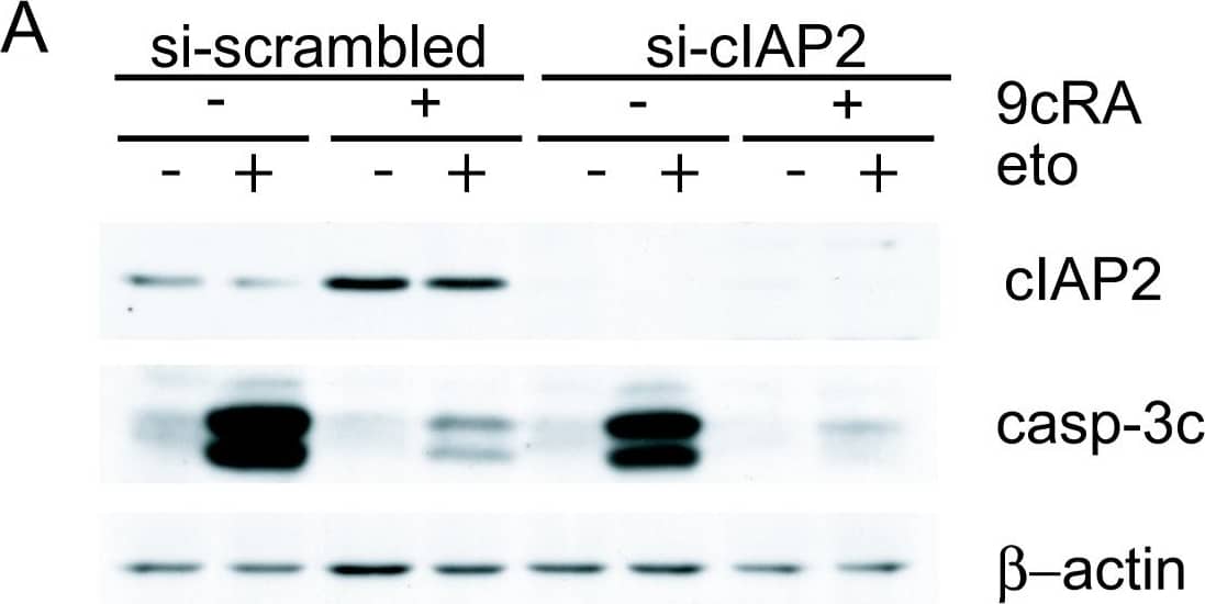 Suppression of cIAP2 expression is not sufficient to abrogate 9-cis-RA inhibition of etoposide-induced apoptosis in T47D cells. (A) T47D cells were transfected with either scrambled-siRNA or cIAP2-siRNA and pretreated with or without 9-cis-RA for 30 h, followed by treatment with etoposide 100 μM for 24 h. Cell lysates were analyzed by western blot for the expression of cleaved caspase-3, cIAP2 and  beta -actin using specific antibodies. The images shown are from one representative experiment performed three times with similar results. (B) T47D cells were transfected with either scrambled-siRNA (white bars) or cIAP2-siRNA (black bars). After 24 h, lipid-siRNA complexes were removed from media and cells were pretreated with or without 1 μM 9-cis-RA for 30 h, followed by treatment with etoposide 100 μM for 72 h. The percentage of apoptotic cells was determined by FACS analysis after staining with propidium iodide. The values represent the mean ± SD of three experiments performed in duplicate. Asterisks denote statistically significant differences against the corresponding untreated cells. Image collected and cropped by CiteAb from the following open publication (//molecular-cancer.biomedcentral.com/articles/10.1186/1476-4598-9-15), licensed under a CC-BY license. Not internally tested by R&D Systems.