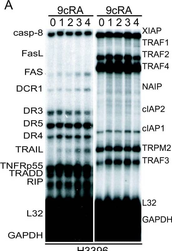 9-cis-RA induces the expression of cIAP2 in breast cancer cells in a cell context dependent manner. (A, B, C) Multiplex RNase protections assays (RPAs) to monitor the effect of 9-cis-RA on the expression of death receptor, death ligands, IAP and TRAF family members in four different breast cancer cell lines. Breast cancer cells were treated for the indicated time with 9-cis-RA at a concentration of 10-6 M. (D) Western blot of whole cell extracts of 9-cis-RA-treated T47D cells and H3396 cells for 0, 12, 24, 48, 72 and 96 hours with anti-cIAP2. The nonspecific signal (n. sp.) confirms equal loading. As a positive control, breast cancer cells were treated with 50 μg/ml of hTNF alpha  for 24 and 48 hours. (E) Reversibility of 9-cis-RA-induced cIAP2 gene expression. T47D cells were treated either in the absence or presence of 1 μM 9- cis-RA and after 3 days, total RNA was extracted. In parallel flasks, the medium was removed, and cells were washed and treated with either fresh control medium or medium with 10-6 M of 9-cis-RA and grown for additional 3, 6 and 9 days. Media and ligands were renewed every 3 days. RNA was isolated and analyzed by RPA as described in (A). Equal loading was confirmed by GAPDH RNA level. The images shown are from one representative experiment performed twice with similar results. Image collected and cropped by CiteAb from the following open publication (//molecular-cancer.biomedcentral.com/articles/10.1186/1476-4598-9-15), licensed under a CC-BY license. Not internally tested by R&D Systems.