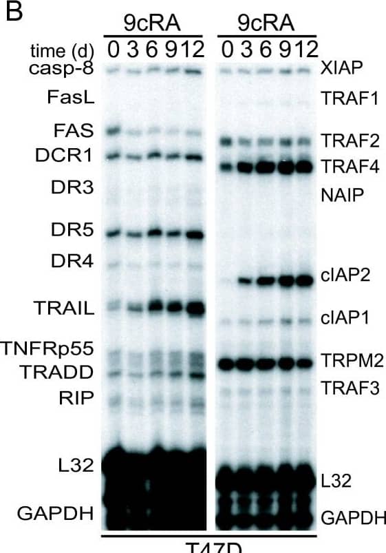 9-cis-RA induces the expression of cIAP2 in breast cancer cells in a cell context dependent manner. (A, B, C) Multiplex RNase protections assays (RPAs) to monitor the effect of 9-cis-RA on the expression of death receptor, death ligands, IAP and TRAF family members in four different breast cancer cell lines. Breast cancer cells were treated for the indicated time with 9-cis-RA at a concentration of 10-6 M. (D) Western blot of whole cell extracts of 9-cis-RA-treated T47D cells and H3396 cells for 0, 12, 24, 48, 72 and 96 hours with anti-cIAP2. The nonspecific signal (n. sp.) confirms equal loading. As a positive control, breast cancer cells were treated with 50 μg/ml of hTNF alpha  for 24 and 48 hours. (E) Reversibility of 9-cis-RA-induced cIAP2 gene expression. T47D cells were treated either in the absence or presence of 1 μM 9- cis-RA and after 3 days, total RNA was extracted. In parallel flasks, the medium was removed, and cells were washed and treated with either fresh control medium or medium with 10-6 M of 9-cis-RA and grown for additional 3, 6 and 9 days. Media and ligands were renewed every 3 days. RNA was isolated and analyzed by RPA as described in (A). Equal loading was confirmed by GAPDH RNA level. The images shown are from one representative experiment performed twice with similar results. Image collected and cropped by CiteAb from the following open publication (//molecular-cancer.biomedcentral.com/articles/10.1186/1476-4598-9-15), licensed under a CC-BY license. Not internally tested by R&D Systems.