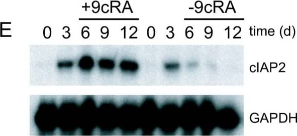 9-cis-RA induces the expression of cIAP2 in breast cancer cells in a cell context dependent manner. (A, B, C) Multiplex RNase protections assays (RPAs) to monitor the effect of 9-cis-RA on the expression of death receptor, death ligands, IAP and TRAF family members in four different breast cancer cell lines. Breast cancer cells were treated for the indicated time with 9-cis-RA at a concentration of 10-6 M. (D) Western blot of whole cell extracts of 9-cis-RA-treated T47D cells and H3396 cells for 0, 12, 24, 48, 72 and 96 hours with anti-cIAP2. The nonspecific signal (n. sp.) confirms equal loading. As a positive control, breast cancer cells were treated with 50 μg/ml of hTNF alpha  for 24 and 48 hours. (E) Reversibility of 9-cis-RA-induced cIAP2 gene expression. T47D cells were treated either in the absence or presence of 1 μM 9- cis-RA and after 3 days, total RNA was extracted. In parallel flasks, the medium was removed, and cells were washed and treated with either fresh control medium or medium with 10-6 M of 9-cis-RA and grown for additional 3, 6 and 9 days. Media and ligands were renewed every 3 days. RNA was isolated and analyzed by RPA as described in (A). Equal loading was confirmed by GAPDH RNA level. The images shown are from one representative experiment performed twice with similar results. Image collected and cropped by CiteAb from the following open publication (//molecular-cancer.biomedcentral.com/articles/10.1186/1476-4598-9-15), licensed under a CC-BY license. Not internally tested by R&D Systems.