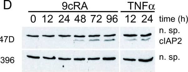 9-cis-RA induces the expression of cIAP2 in breast cancer cells in a cell context dependent manner. (A, B, C) Multiplex RNase protections assays (RPAs) to monitor the effect of 9-cis-RA on the expression of death receptor, death ligands, IAP and TRAF family members in four different breast cancer cell lines. Breast cancer cells were treated for the indicated time with 9-cis-RA at a concentration of 10-6 M. (D) Western blot of whole cell extracts of 9-cis-RA-treated T47D cells and H3396 cells for 0, 12, 24, 48, 72 and 96 hours with anti-cIAP2. The nonspecific signal (n. sp.) confirms equal loading. As a positive control, breast cancer cells were treated with 50 μg/ml of hTNF alpha  for 24 and 48 hours. (E) Reversibility of 9-cis-RA-induced cIAP2 gene expression. T47D cells were treated either in the absence or presence of 1 μM 9- cis-RA and after 3 days, total RNA was extracted. In parallel flasks, the medium was removed, and cells were washed and treated with either fresh control medium or medium with 10-6 M of 9-cis-RA and grown for additional 3, 6 and 9 days. Media and ligands were renewed every 3 days. RNA was isolated and analyzed by RPA as described in (A). Equal loading was confirmed by GAPDH RNA level. The images shown are from one representative experiment performed twice with similar results. Image collected and cropped by CiteAb from the following open publication (//molecular-cancer.biomedcentral.com/articles/10.1186/1476-4598-9-15), licensed under a CC-BY license. Not internally tested by R&D Systems.