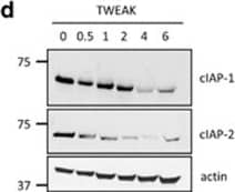 cIAP-1 and cIAP-2 are downregulated in cholangiocytes of PSC patients. (a) Representative images of liver sections stained for cIAP-1 (left panel) and cIAP-2 (right panel) in patients with normal, NASH and PSC (stage IV) liver histology. Photomicrographs of small bile ducts (SBD) and large bile ducts (LBD) taken at × 20 magnification. The arrows point to the bile ducts. (b) Histological scoring for cIAP-1 in normal (5, 31), NASH (12, 120) and PSC (16, 131) patients and for cIAP-2 in normal (5, 31), NASH (12, 118) and PSC (16, 123) patients. Numbers in parentheses indicate total number of patients and total number of small and large bile ducts evaluated, respectively. Grade 0=no protein expression; grade 3=high protein expression. **P<0.01, ***P<0.001. (c) Representative images of liver sections stained for TWEAK (left panel) and Fn14 (right panel) from patients with normal or PSC (stage IV) liver histology. Photomicrographs of small bile ducts and large bile ducts taken at × 40 and × 20 magnification, respectively. The arrows point to the bile ducts. (d) Immunoblot analysis showing expression of cIAP-1, cIAP-2 and actin (loading control) in H69 cells treated with human recombinant TWEAK (100 ng/ml) for the indicated times Image collected and cropped by CiteAb from the following open publication (//pubmed.ncbi.nlm.nih.gov/28055006), licensed under a CC-BY license. Not internally tested by R&D Systems.