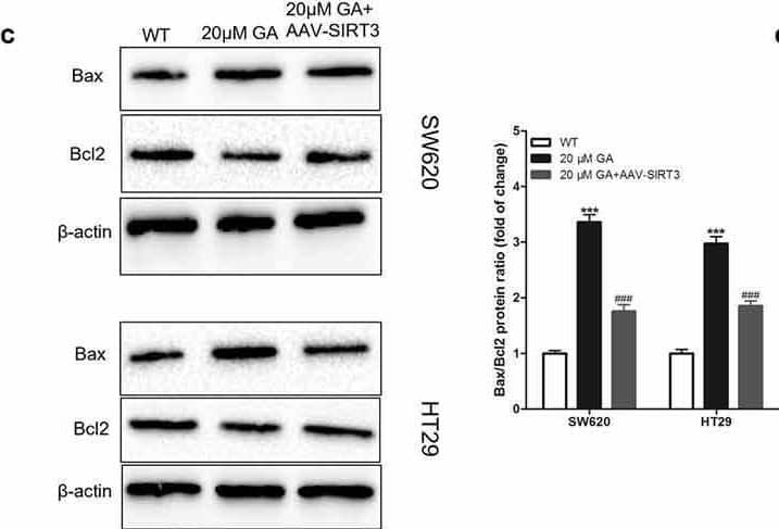 Western Blot Bax Antibody [Unconjugated]