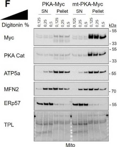 Protein kinase A (PKA) catalytic subunit  alpha  is localized within mitochondria of HeLa cells. (A) Representative immunoblots (n = 3) of PKA catalytic (cat) subunit, PKA regulatory (reg) subunit, the mitochondrial protein SDHa and of the cytosolic protein  alpha -Tubulin with corresponding total protein load (TPL) in total cell lysate (TCL), cytosolic (Cyto) and mitochondrial (Mito) fractions isolated from HeLa cells. (B) Representative immunoblots (n = 3) of PKA cat, PKA reg, SDHa and TOM20 with corresponding total protein load (TPL) in mitochondrial fractions isolated from HeLa cells and treated as indicated. (C) Representative micrographs (n = 6) of HeLa cells expressing empty vector (pcDNA), PKA-Myc or mt-PKA-Myc and labelled with anti-Myc (green) and anti-TOM20 (red) as a mitochondrial marker. Scale bars = 5 μm. (D) Representative immunoblots (n = 3) of Myc, SDHa and  alpha -Tubulin with corresponding total protein load (TPL) in TCL, cyto and mito fractions isolated from HeLa cells expressing empty vector (pcDNA), PKA-Myc or mt-PKA-Myc. (E) Representative immunoblots (n = 3) of Myc, TOM20, SDHa and SOD2 with corresponding total protein load (TPL) in mitochondrial enriched fractions isolated from HeLa cells expressing empty vector (pcDNA), PKA-Myc or mt-PKA-Myc and treated as indicated. (F) Representative immunoblots (n = 3) of Myc, PKA Cat, ATP5a, MFN2 and ERp57 with corresponding TPL in pellet and supernatant (SN) obtained after treatment of mitochondria isolated from HeLa cells expressing PKA-Myc or mt-PKA-Myc and treated as indicated. (G) Representative immunoblots (n = 5) of phospho-PKA substrates and Myc with corresponding total protein load (TPL) in mitochondrial enriched fractions isolated from HeLa cells expressing empty vector (pcDNA), PKA-Myc or mt-PKA-Myc. Image collected and cropped by CiteAb from the following open publication (//pubmed.ncbi.nlm.nih.gov/33167377), licensed under a CC-BY license. Not internally tested by R&D Systems.
