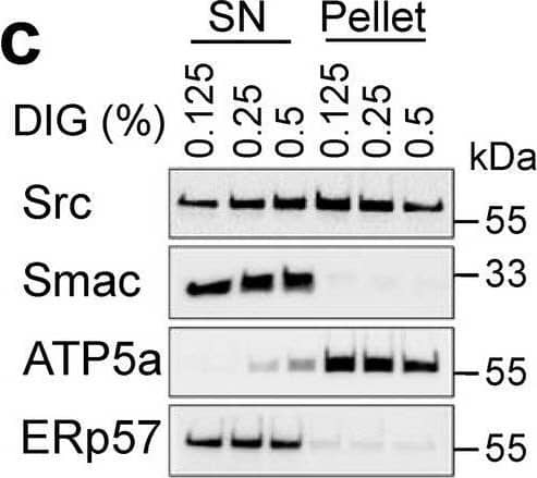 Mitochondrial matrix-localized Src regulates mitochondrial shape. a Representative immunoblotting (n = 3) of Src, cytosolic tubulin and mitochondrial SDHA in total cell lysate (TCL), cytosol- (cyto) and mitochondria- (mito) enriched fractions of Src+/+ and Src−/− MEFs, HEK293 and HeLa. b Representative immunoblotting (n = 3) of Src, the IMM protein SDHA and the OMM protein TOM20 in mitochondria-enriched fractions of HeLa cells treated as indicated. c Representative immunoblotting (n = 4) of Src, Smac-diablo, ATP5a and ERp57 in supernatant (SN) and pellet obtained from mitochondria-enriched fractions of HeLa cells treated with digitonin as indicated. d Representative micrographs (n = 3) of the plasma membrane marker wheat germ agglutinin (WGA), V5 and TOM20 labeling in Src+/+ and Src−/− mouse embryonic fibroblasts (MEFs) expressing pcDNA, Src-V5, mitochondria-targeted mtSrc-V5 and plasma membrane-targeted pmSrc-V5. e Quantitative analysis of mitochondrial morphology in region of interest (ROI) as shown in c. Scale bars: 20 μm. Data are presented as mean ± S.E.M. Data with different letters are statistically different (p < 0.05), according to one-way ANOVA followed by Tukey’s post hoc test Image collected and cropped by CiteAb from the following open publication (//pubmed.ncbi.nlm.nih.gov/35637383), licensed under a CC-BY license. Not internally tested by R&D Systems.