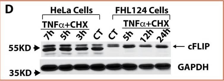 Western Blot FLIP Antibody [Unconjugated]