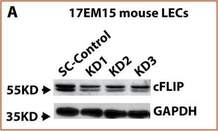 Western Blot FLIP Antibody [Unconjugated]