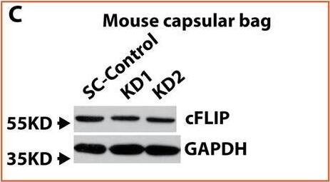 TNF alpha  and CHX trigger an apoptotic response in cFlip knockdown 17EM15 cells and ex vivo cultured mouse lens capsular bag by activating caspase-8, caspase-9, and caspase-3.A cFlip knocking down in 17EM15 mouse LECs determined by immunoblot-assay. B The semi-quantitative densitometric measurement of 17EM15 cFlip knocking down from immunoblot-assay. C cFlip knocking down in ex vivo cultured mouse lens capsular bags. D The semi-quantitative densitometric measurement of cFlip knocking down mouse lens capsular bags from immunoblot-assay. E Pro-caspase-8, cleaved caspase-8, pro-caspase-3, and cleaved caspase-3 in cFlip knockdown and scrambled shRNA control (SC) 17EM15 cells with and without 30 ng/ml TNF alpha  and 10μg/ml CHX stimulation for 7 h. F Pro-caspase-8, cleaved caspase-8, pro-caspase-3, and cleaved caspase-3 in cFlip knockdown and scrambled shRNA control (SC) ex vivo cultured mouse lens capsular bags with and without 60 ng/ml TNF alpha  and 10 μg/ml CHX treatment for 24 h. The cFlip KD 17EM15 treated cell lysate was used as a positive control. Only 1/10th amount of protein relative to capsular bag lysate was loaded. One-way ANOVA was used to compare between groups, and only p < 0.05 is considered significant. *<0.05, **<0.01, ***<0.001, ****<0.0001. Image collected and cropped by CiteAb from the following open publication (//pubmed.ncbi.nlm.nih.gov/33837174), licensed under a CC-BY license. Not internally tested by R&D Systems.