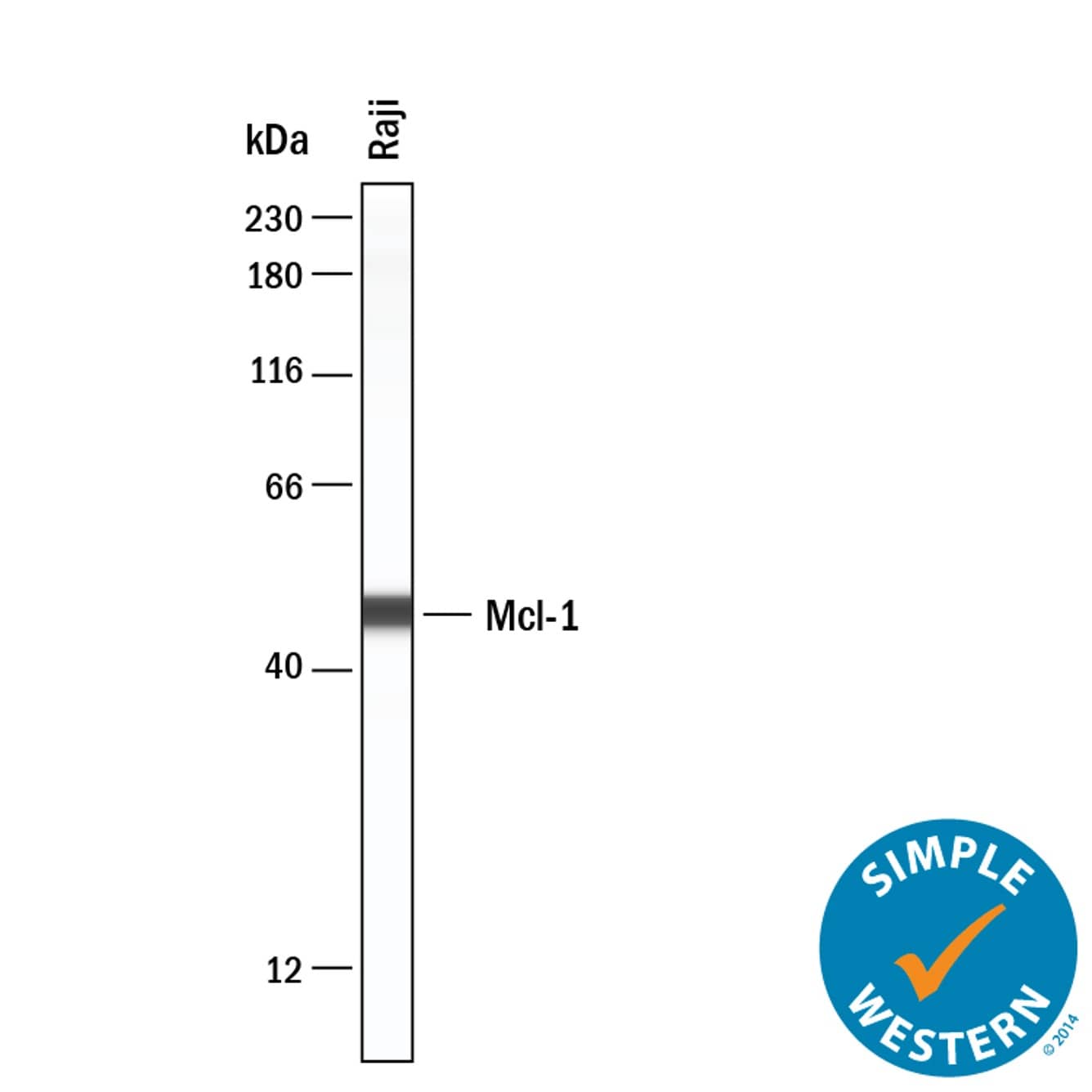 Simple Western lane view shows lysates of Raji human Burkitt's lymphoma cell line, loaded at 0.2 mg/mL. A specific band was detected for Mcl‑1 at approximately 48 kDa (as indicated) using 20 µg/mL of Sheep Anti-Human Mcl‑1 Antigen Affinity-purified Polyclonal Antibody (Catalog # AF8281) . This experiment was conducted under reducing conditions and using the 12-230 kDa separation system.