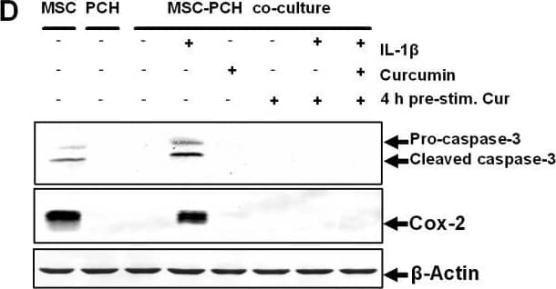 Curcumin inhibits IL-1 beta  activity, enabling co-culture induced chondrogenesis in MSCs. A: Fourteen days high-density culture. Untreated MSC cultures became apoptotic (a). In primary chondrocyte cultures (b), co-cultures (c), co-cultures treated with curcumin (e) or co-cultures pre-stimulated four hours with curcumin (f), prominent chondrogenesis was observed. Stimulation of the co-culture with IL-1 beta  alone resulted in degeneration of the cell culture (d). In contrast, a four-hour pre-stimulation of the co-culture with curcumin followed by IL-1 beta  incubation (g) or a four-hour pre-stimulation of the co-culture with curcumin followed by IL-1 beta  and curcumin incubation (h) inhibited the adverse effects of IL-1 beta  on the chondrogenic potential of the co-culture and prominent chondrogenesis was observed. Magnification, 6,000×; bar, 1 μm; C, chondrocytes, F, fibroblast-like cells; M, ECM. B-D: Immunoblots of whole cell lysates were probed with antibodies against CSPGs, collagen type II,  beta 1-integrin, Shc, activated-ERK1/2, Sox-9, activated-caspase-3 and COX-2. In co-cultures pre-stimulated for four hours with curcumin followed either by incubation with IL-1 beta  alone or incubation with IL-1 beta  and curcumin, prominent production of chondrogenic matrix and adhesion molecules (B), activation of the chondrogenic signalling pathway (C) and down-regulation of apoptotic and inflammatory markers (D) was observed. Each experiment was performed in triplicate. Expression of the housekeeping gene  beta -actin was not affected. Image collected and cropped by CiteAb from the following open publication (//pubmed.ncbi.nlm.nih.gov/20594343), licensed under a CC-BY license. Not internally tested by R&D Systems.