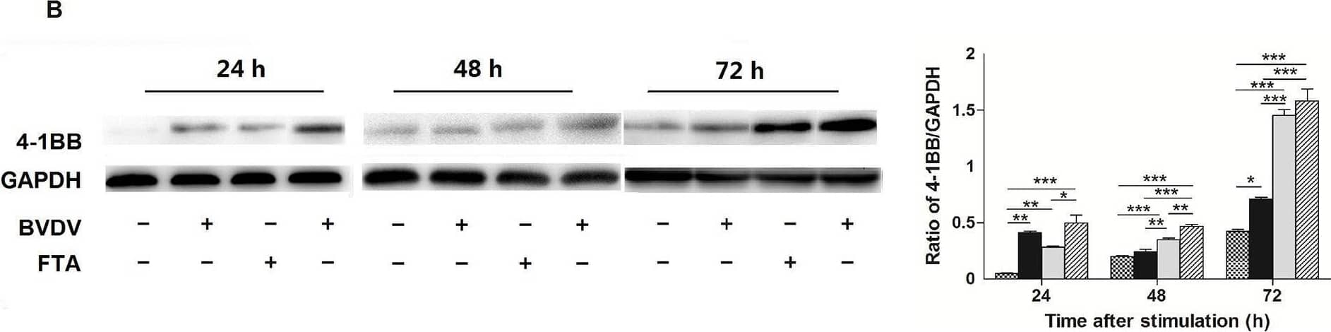 Effect of FTA on the expression of OX40, 4-1BB, and 4-1BBL in bovine PBMCs infected with BVDV.(A) Relative mRNA expression of OX40, 4-1BB, and 4-1BBL cultured with medium alone, FTA, BVDV, and BVDV plus FTA at 24, 48, 72 h in bovine PBMCs. (B) The 4-1BB protein express by western blot (left panels) and ratio of 4-1BB band intensity to that of GAPDH (right panels). 4-1BB protein in PBMCs was collected from the indicated PBMCs cultures at 24, 48, and 72 h after stimulation. Expression of GAPDH was measured as an internal control. Data are presented as the means ± SEM of three independent experiments. *P < 0.05, **P < 0.01, ***P < 0.001. Image collected and cropped by CiteAb from the following open publication (//pubmed.ncbi.nlm.nih.gov/27617959), licensed under a CC-BY license. Not internally tested by R&D Systems.