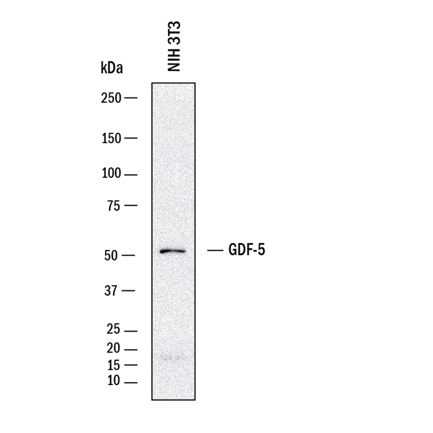 Western Blot GDF-5/BMP-14 Antibody [Unconjugated]