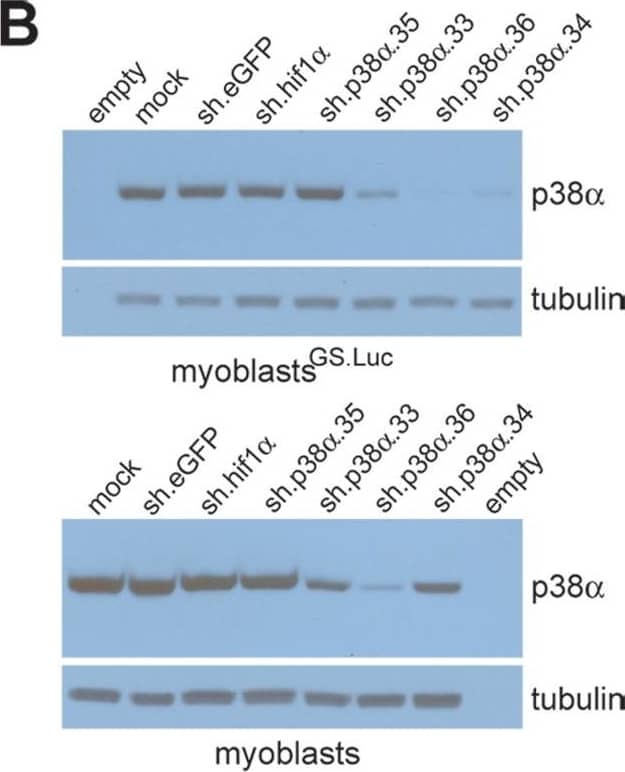 Pharmacological and genetic inhibition of the p38 MAPK pathway and its impact on human myotube formation in vitro.(A) Luminometric analysis of cell lysates generated from co-cultures initiated with 105 myoblastFLPe and 105 myoblastGS.Luc cells and exposed for 3 days to differentiation medium (white bar), to differentiation medium supplemented with 0.1, 0.5 and 2.5 µM SB 203580 (black bars) or to differentiation medium containing a final concentration of vehicle equivalent to that applied to co-cultures incubated with 2.5 µM SB 203580 (grey bar). Cumulative data are presented as means ± standard deviations (n = 3). RLU, relative light units. (B) Western blot analysis of p38 alpha  levels in protein lysates of parental myoblasts and myoblastsGS.Luc (mock) and of myoblasts and myoblastsGS.Luc stably transduced with shRNA modules designed to down-regulate expression of eGFP (sh.eGFP), hif1 alpha  (sh.hif1 alpha ) and human p38 alpha  (sh.p38 alpha .35, sh.p38 alpha .33, sh.p38 alpha .36 and sh.p38 alpha .34). The  alpha - and  beta -tubulins served as loading control. (C) Diagram outlining the experimental set-up applied to investigate the impact of post-transcriptional down-regulation of p38 alpha  expression on human myocyte fusion (see text for details). (D) Quantification through chemiluminescence of myoblast fusion activity in co-cultures consisting of a 1∶1 mixture of FLPe- and GS.Luc-encoding myoblasts either not transduced (none) or stably transduced with shRNAs sh.p38 alpha .33, sh.p38 alpha .36 or sh.hif1 alpha . Data were derived from a minimum of 3 and a maximum of 6 different experiments and are presented as means ± standard error of the mean. RLU, relative light units. Image collected and cropped by CiteAb from the following open publication (//pubmed.ncbi.nlm.nih.gov/20532169), licensed under a CC-BY license. Not internally tested by R&D Systems.