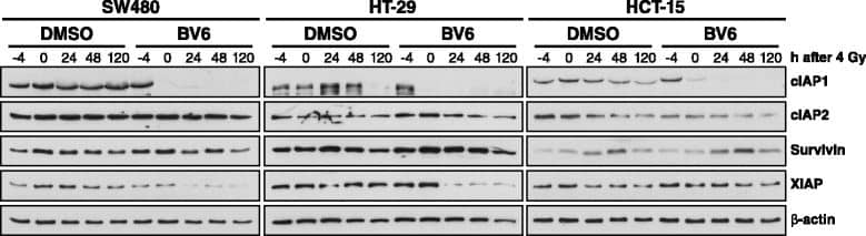 BV6 considerably reduces expression of IAP proteins. SW480, HT-29 and HCT-15 cells were plated in a 3D laminin-rich extracellular matrix and treated with 1 μM BV6 or DMSO control 4 h before irradiation with 4 Gy. At different time points, expression of indicated proteins was analyzed by Western blotting, while  beta -actin served as loading control. Two independent experiments were performed with similar results Image collected and cropped by CiteAb from the following open publication (//pubmed.ncbi.nlm.nih.gov/26383618), licensed under a CC-BY license. Not internally tested by R&D Systems.