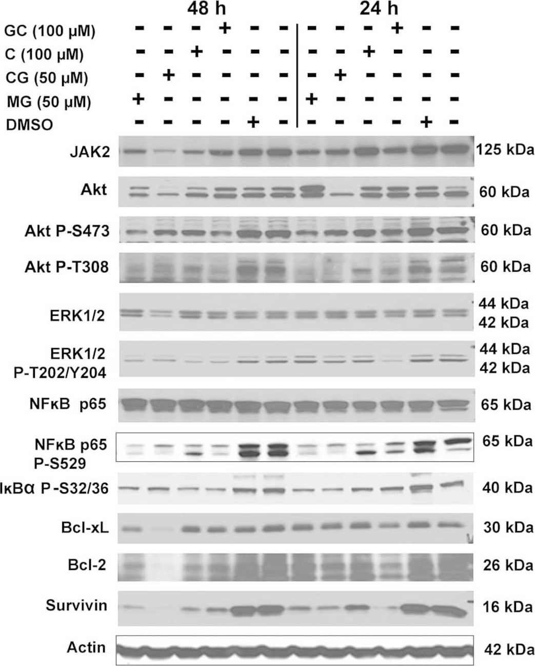 Western blot analyses following treatment of PC-3 cells with AHC compounds.Western blot analysis of cellular lysates prepared from PC-3 cells treated with 7-O-galloyl catechin (GC), catechin (C), catechin gallate (CG), methyl gallate (MG), or equal dilution of DMSO was performed. Treatments are indicated above the blots. The protein detected is indicated to the left of each blot, and the size of protein detected is indicated to the right of each blot. The quantitation of the data is shown in Supplementary Table 2. Cropped blots are shown. Full sized blots are included in Supplementary Fig. 3. All gels and blots were run under the same experimental conditions as described in Methods. Image collected and cropped by CiteAb from the following open publication (//pubmed.ncbi.nlm.nih.gov/26975752), licensed under a CC-BY license. Not internally tested by R&D Systems.