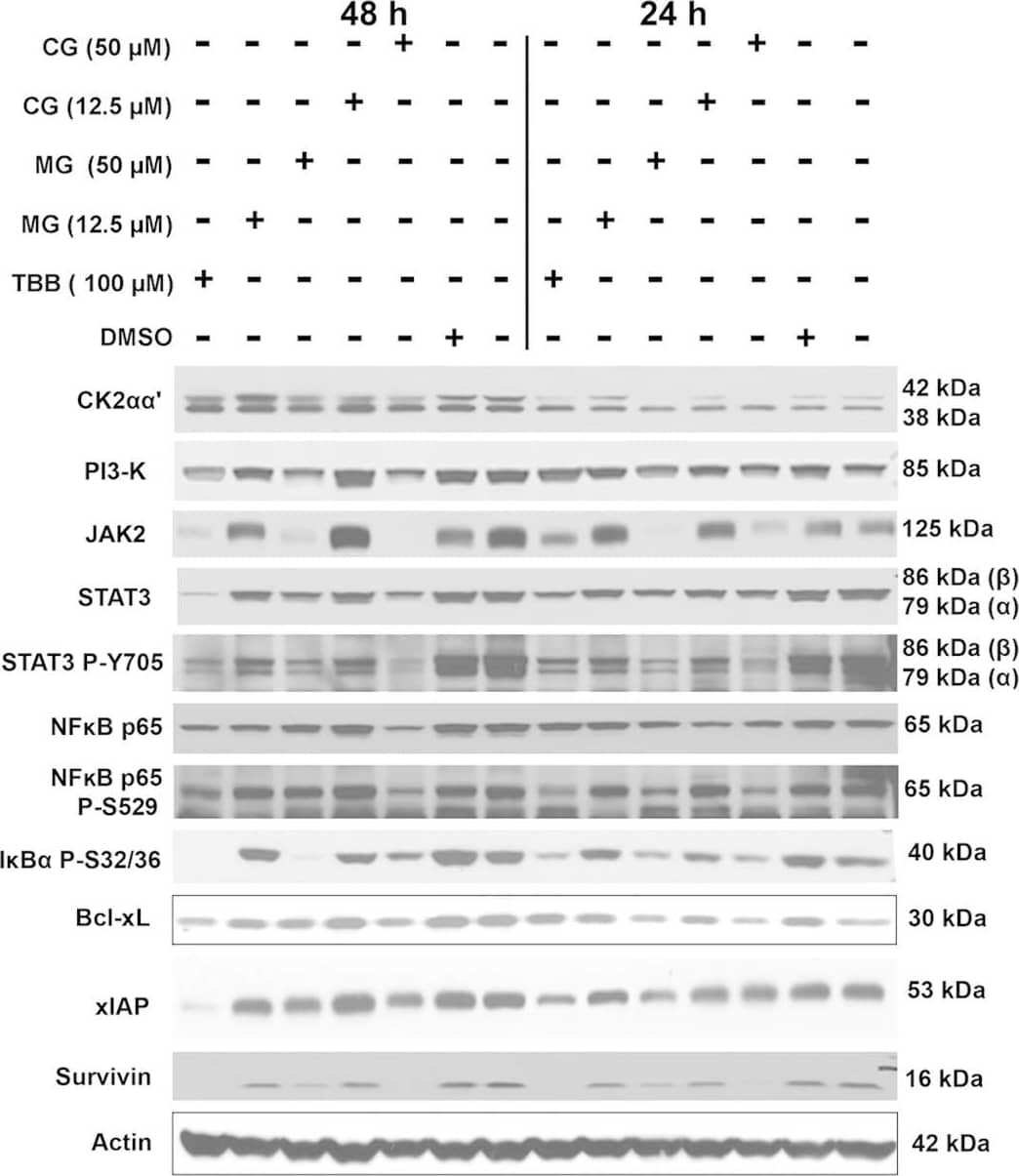 Western blot analyses following treatment of MDA-MB-231 cells with AHC compounds.Western blot analysis of cellular lysates prepared from MDA-MB-231 cells treated with 2 concentrations each of catechin gallate (CG) and methyl gallate (MG), or dilution of DMSO representing the highest concentration was performed. Treatments are indicated above the blots. The protein detected is indicated to the left of each blot, and the size of protein detected is indicated to the right of each blot. The quantitation of the data is shown in Supplementary Table 3. Cropped blots are shown. Full sized blots are included in Supplementary Fig. 4. All gels and blots were run under the same experimental conditions as described in Methods. Image collected and cropped by CiteAb from the following open publication (//pubmed.ncbi.nlm.nih.gov/26975752), licensed under a CC-BY license. Not internally tested by R&D Systems.