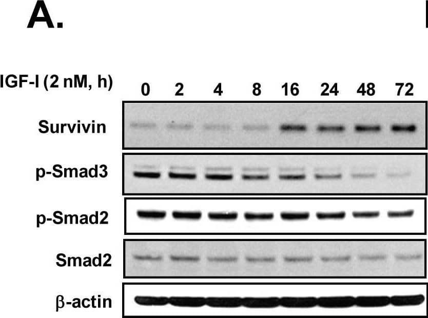 IGF-I induces Survivin through a Smad dependent mechanism.(A) NRP-152 cells plated overnight in GM3 were treated at various times with LR3-IGF-I for up to 72 h, and cell lysates were analyzed for Western blot expression of Survivin, and P-Smads 2 and 3. (B) NRP-152 cells stably expressing sh-Smads 2, 3, and 2+3 or lentiviral sh-LacZ (control) were treated with 2 nM LR3-IGF-I or vehicle for 24 h prior to Western blot analysis for Survivin and Smads 2 and 3. (C) NRP-152 cells stably expressing sh-Smads 2+3 or lentiviral sh-LacZ (control) were treated with DMSO vehicle or 10 µM SB431542 for 2 h prior to treatment with 2 nM LR3-IGF-I or vehicle for 24 h, and changes in Survivin expression was assessed by Western blot analysis. (D) NRP-152 cells were treated with either 10 µM HTS466284 or 10 µM SB43152 for 2 h prior to treatment with 2 nM LR3-IGF-I or vehicle for 24 h, and changes in Survivin expression were assessed by Western blot analysis. (E,F) RWPE-1 and VCaP cells plated in GM3 were treated with LR3-IGF-I and the TGF-beta  receptor kinase inhibitors HTS466284 (HTS) or TKDI for 24 h prior to lysing cells for Western blot analysis of Survivin expression. Results are representative of two to three separate experiments. Image collected and cropped by CiteAb from the following open publication (//pubmed.ncbi.nlm.nih.gov/23658701), licensed under a CC-BY license. Not internally tested by R&D Systems.