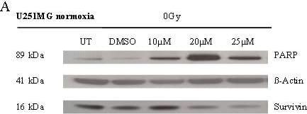 Effects of BA and irradiation on protein expression levels of glioma cells. BA treatment affects the cleavage of PARP, the expression of survivin and hypoxia-induced HIF-1 alpha  protein levels in U251MG (left) and U343MG (right) cells. Cell lines were untreated (UT), treated with DMSO or with increasing doses of BA from 10, 20 or 25 μM under normoxic conditions (A, B) and untreated (UT), treated with DMSO or with doses of 10 or 15 μM BA plus irradiation at 15 Gy under hypoxic conditions (C, D). Actin served as an internal loading control. The Western blot shows one representative result out of three independent experiments. Image collected and cropped by CiteAb from the following open publication (//pubmed.ncbi.nlm.nih.gov/21906280), licensed under a CC-BY license. Not internally tested by R&D Systems.