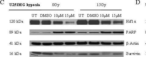 Effects of BA and irradiation on protein expression levels of glioma cells. BA treatment affects the cleavage of PARP, the expression of survivin and hypoxia-induced HIF-1 alpha  protein levels in U251MG (left) and U343MG (right) cells. Cell lines were untreated (UT), treated with DMSO or with increasing doses of BA from 10, 20 or 25 μM under normoxic conditions (A, B) and untreated (UT), treated with DMSO or with doses of 10 or 15 μM BA plus irradiation at 15 Gy under hypoxic conditions (C, D). Actin served as an internal loading control. The Western blot shows one representative result out of three independent experiments. Image collected and cropped by CiteAb from the following open publication (//pubmed.ncbi.nlm.nih.gov/21906280), licensed under a CC-BY license. Not internally tested by R&D Systems.