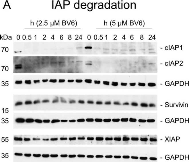Validation of NF-kappa B activation in RH30 cells and spheroids. Western blot analysis showing BV6-induced changes in IAP protein levels in RH30 cells cultured in monolayer cultures (A) or as spheroids (B). BV6-regulated canonical and non-canonical NF-kappa B signaling pathways in RH30 cells cultured in monolayer cultures (C) or as spheroids (D). Western blots are exemplary of at least two independent experiments. If applicable, Western blot quantification is depicted as fold changes of GAPDH-normalized target protein expression using the untreated condition as reference. * depicts unspecific signal. Image collected and cropped by CiteAb from the following open publication (//pubmed.ncbi.nlm.nih.gov/36980247), licensed under a CC-BY license. Not internally tested by R&D Systems.