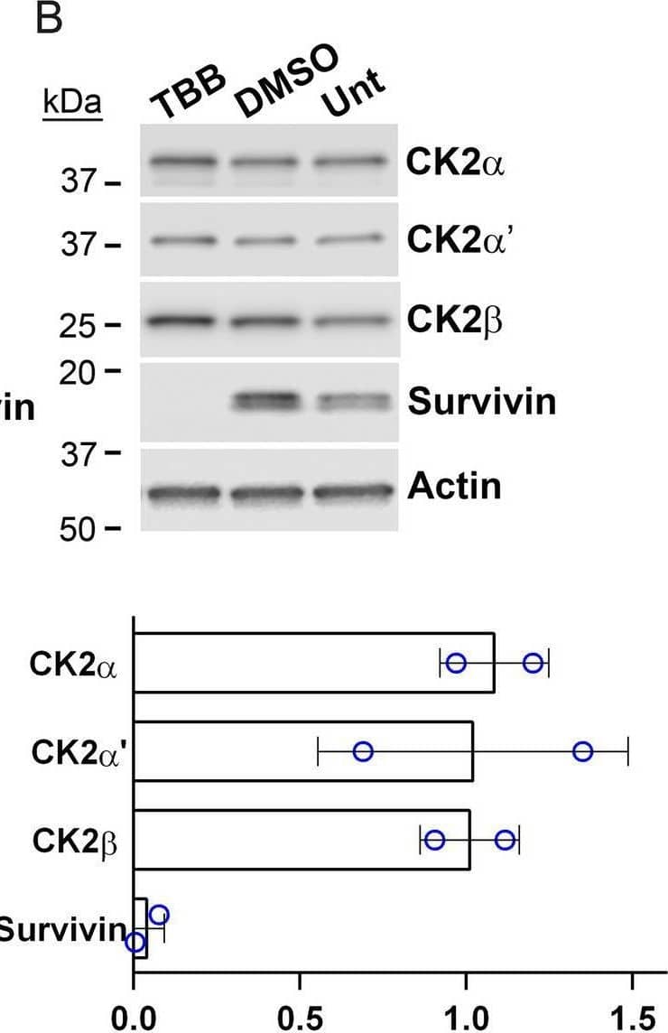 Immunoblot analysis of CK2 downregulation and chemical inhibition in PC3-LN4 cells. A Upper panel: Immunoblot analysis following siRNA transfection (48 h). Proteins detected are indicated on the right side of the blots. Actin signal was used as the loading control. Lower panel: Chart representing quantitation of protein signals relative to si-Ctrl treatment. Data points from 2 biological experiments. siCtrl = siRNA for non-targeting control. Antibodies: CK2 alpha  (A300-197A); CK2 alpha ΄ (A300-199A); CK2 beta  (sc-46666); Actin (sc-1616). B Representative immunoblot analysis following TBB small molecule anti-CK2 inhibitor treatment (48 h). Proteins detected are indicated on the right side of the blots. Actin signal was used as the loading control. Antibodies: CK2 alpha  (A300-197A); CK2 alpha ΄ (A1616); CK2 beta  (sc-46666); Survivin (AF886); Actin (sc-1616). Lower panel: Chart representing quantitation of protein signals relative to si-Ctrl treatment. Vertical lines indicate removal of lanes. Data points from 2 experimental replicates per cell line Image collected and cropped by CiteAb from the following open publication (//pubmed.ncbi.nlm.nih.gov/39394061), licensed under a CC-BY license. Not internally tested by R&D Systems.