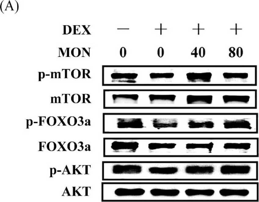 Effect of MON on the AKT/mTOR/FOXO3a signaling pathway in DEX-treated mice. The phosphorylation of mTOR, FOXO3a, and AKT was determined by Western blot (A). MON increased expression of phosphorylation of each protein in in gastrocnemius tissues of mice (B–D). Each value is the mean ± SD of three independent experiments. ## p < 0.01, ### p < 0.001 vs. Nor; * p < 0.05, ** p < 0.01 and *** p < 0.001 vs. DEX. Nor, normal group; DEX, dexamethasone-treated group; and MON, monotropein-administrated group. Image collected and cropped by CiteAb from the following open publication (//pubmed.ncbi.nlm.nih.gov/35565825), licensed under a CC-BY license. Not internally tested by R&D Systems.