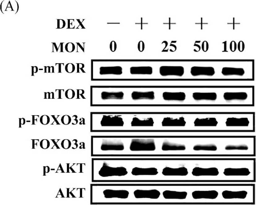 Effect of MON on the expression of p-Akt, p-FoxO3a, and p-mTOR in C2C12 myotubes. The phosphorylation of mTOR, FOXO3a, and AKT was determined by Western blot (A). MON increased expression of phosphorylation of each protein in C2C12 myotubes (B–D). Each value is the mean ± SD of three independent experiments. # p < 0.05, ## p < 0.01, and ### p < 0.001 vs. Nor; * p < 0.05, *** p < 0.001 vs. DEX. Nor, normal group; DEX, dexamethasone-treated group; and MON, monotropein-administrated group. Image collected and cropped by CiteAb from the following open publication (//pubmed.ncbi.nlm.nih.gov/35565825), licensed under a CC-BY license. Not internally tested by R&D Systems.