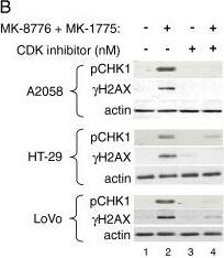 DNA damage response incurred by MK-1775 and MK-8776 is dependent on CDK activity.A, Resistant (H460) or sensitive (LoVo) cells were treated with concentrations of MK-1775 and MK-8776 described for Figure 
4, or 1 uM nocodazole for control. After 24 hours, cells were harvested and lysates analyzed by Western blot for caspase-dependent cleaved PARP (PARP*). B, A2058, HT-29, and LoVo cells were treated for 30 minutes with either DMSO or the indicated concentration of CDK inhibitor (SCH-727965). Following this pretreatment, further DMSO or concentrations of MK-1775 and MK-8776 used in Figures 
3 and
4 (125 nM MK-1775 plus 150 nM MK-8776 in A2058; 125 nM MK-1775 plus 300 nM MK-8776 in HT-29, and 40 nM MK-1775 plus 75 nM MK-8776 in LoVo) were added to the cells for an additional 2 hours before cells were harvested and lysates analyzed by Western blot for phosphorylated CHK1S345, indicative of activated DNA damage response. C, LoVo cells were treated for 2 hours with 75 nM MK-1775 alone or in combination with 150 nM MK-8776, as indicated. Cells were harvested and lysates analyzed by Western blot for the proteins and phosphoproteins indicated. Image collected and cropped by CiteAb from the following open publication (//pubmed.ncbi.nlm.nih.gov/23148684), licensed under a CC-BY license. Not internally tested by R&D Systems.