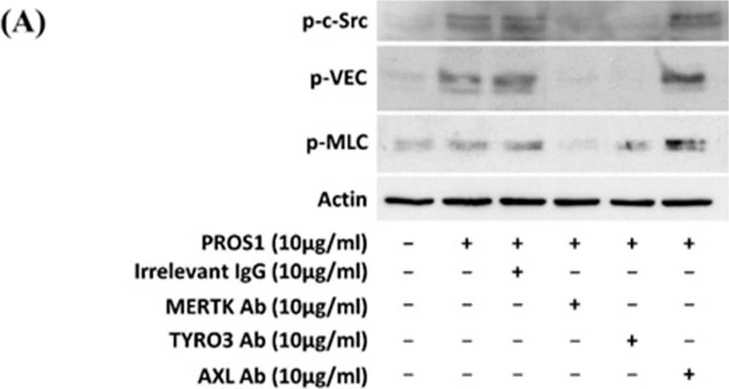 Implication of both MERTK and TYRO3 receptors in PROS1-induced Src and VEC phosphorylation. (A,B) represent Western blot analysis (A) and subsequent quantification (B) of VEC phosphorylation on Tyr685, c-Src phosphorylation on Tyr416 or MLC phosphorylation. (B) Integrated intensity for the target proteins was divided by that for actin, and all conditions were normalized to their corresponding untreated controls. Analysis was performed with the Fiji software. (C) Proposed mechanism through which PROS1 interferes with EC permeability. PROS1 activates its tyrosine kinase receptors MERTK and TYRO3, leading to the phosphorylation of c- Src on Tyr416 and PAK-1 on Ser144 which in turn phosphorylate, respectively, VEC at Tyr685 and Ser665, two specific sites involved in the cleavage and internalization of VEC, respectively. The PROS1/MERTK-TYRO3/c-Src-Tyr416/VEC-Tyr685 pathway activates the cleavage of VEC extracellular domain, which destabilizes cell–cell junctions. The PROS1/MERTK-TYRO3/ PAK-1-Ser144/VEC-Ser665 pathway activates VEC internalization thus preventing VEC recognition between two adjacent endothelial cells. The Rho/ROCK/MLC pathway involved in the regulation of endothelial permeability is also activated by human PROS1. * p < 0.05; *** p < 0.001. Image collected and cropped by CiteAb from the following open publication (//www.mdpi.com/1467-3045/46/4/205), licensed under a CC-BY license. Not internally tested by R&D Systems.