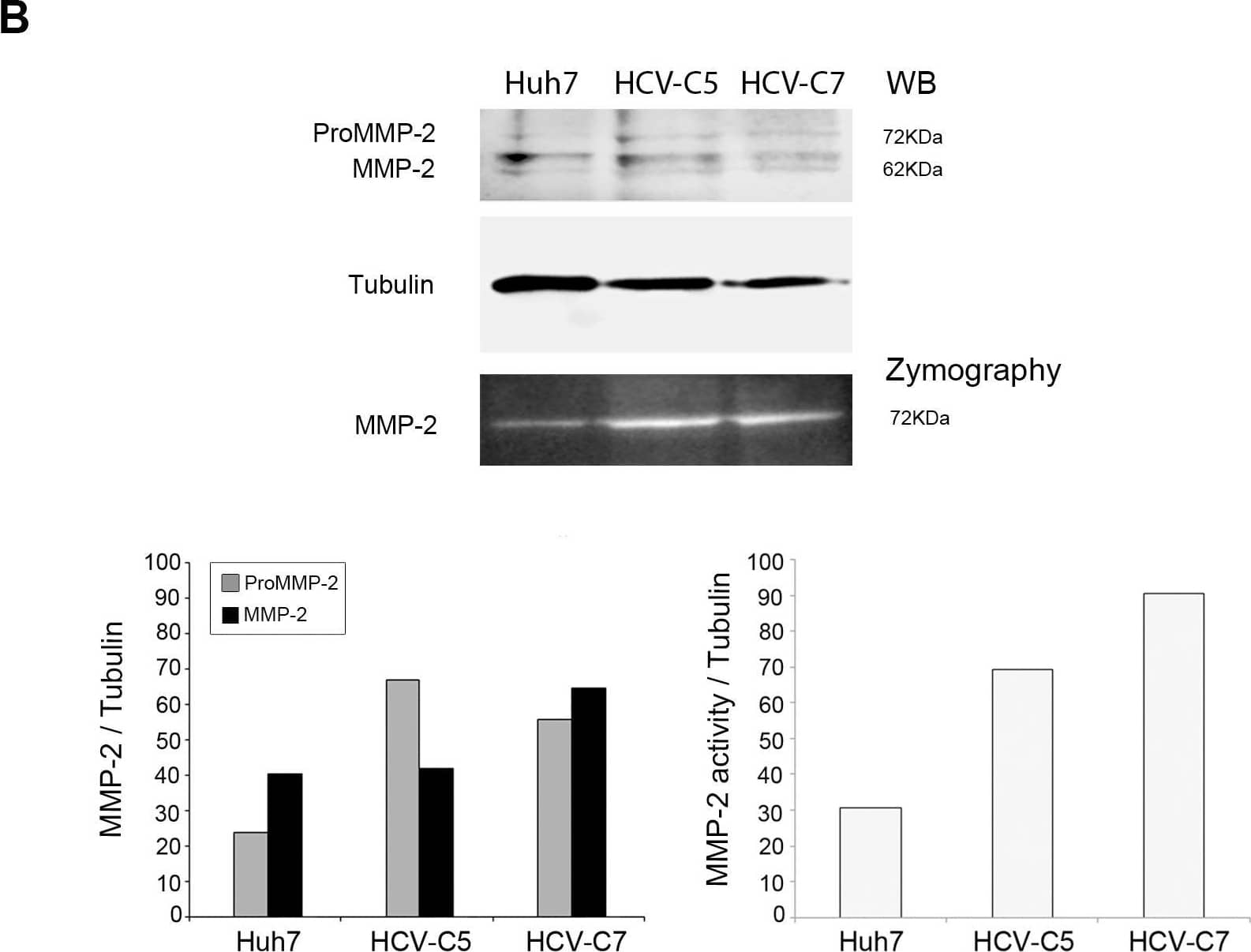 Conditioned media from HCV-expressing cells enhance invasive potential of HSC.(A) Effect of different CM on HSC invasion through transwell inserts precoated with collagen. Same amount of serum starved HSC (5×104 cells/100 µL) were seeded at the upper chambers of transwells and exposed during 24 h to different CM (hepatic-derived CM, 0% FBS DMEM or 10% FBS DMEM) dispensed at the lower compartments. At the end of migration, the upper surface of the membrane was washed and HSC adhered to the lower surface were fixed in methanol, stained with DAPI and counted in 5 randomly chosen microscopic fields (400x) in an epifluorescence microscope (Leica, Wetzlar, Germany). Data from 4 independent experiments are shown as mean +SD. #p<0.05, HSC cultured with CM from HCV replicons or DMEM 10% FBS versus HSC cultured in DMEM 0% FBS; *p<0.05, HSC cultured with CM from HCV-expressing cells or 10% FBS versus HSC cultured with CM from Huh7. (B) ProMMP-2 and MMP-2 expression (AF902, 0.2 µg/mL) and activity were respectively examined by western blotting (WB) and zymography and further quantified in protein extracts (20 µL) of HSC cultured during 24 h with CM from Huh7 or HCV-expressing cells. Bars represent the mean of densitometric analysis from two independent experiments. Image collected and cropped by CiteAb from the following open publication (//pubmed.ncbi.nlm.nih.gov/25302785), licensed under a CC-BY license. Not internally tested by R&D Systems.