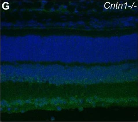 Expression and localization of Cntn1 in the retina.A–C In situ hybridization for Cntn1 expression in the wild type mouse retina at P5 (A), P10 (B), and P21 (C). A subset of cells in the retinal ganglion cell layer (bottom) and inner nuclear layer are positive for Cntn1 expression. Photoreceptors in the outer nuclear layer (top) do not have signals above background. D) Double label in situ hybridization with Cntn1 and syntaxin1a at P21 demonstrates that some amacrine cells in the inner nuclear layer are positive for Cntn1 expression (arrowheads). Other Cntn1-positive cells are likely to be bipolar cells based on their position (arrows). E) In the retinal ganglion cell layer, a majority of cells expressing Cntn1 at P21 also express Thy1, a marker of ganglion cells. F) Immunolabeling of retinas with anti-CNTN1 antibodies at P14 revealed strong labeling of the synaptic plexiform layers, as well as immunoreactivity in the cellular layers, particularly the inner nuclear layer. G) Immunolabeling retinas from Cntn1 mutant mice revealed a marked reduction, but not an elimination of signal intensity in images collected with equivalent parameters. Image collected and cropped by CiteAb from the following open publication (//pubmed.ncbi.nlm.nih.gov/22242131), licensed under a CC-BY license. Not internally tested by R&D Systems.