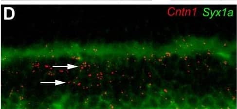 Expression and localization of Cntn1 in the retina.A–C In situ hybridization for Cntn1 expression in the wild type mouse retina at P5 (A), P10 (B), and P21 (C). A subset of cells in the retinal ganglion cell layer (bottom) and inner nuclear layer are positive for Cntn1 expression. Photoreceptors in the outer nuclear layer (top) do not have signals above background. D) Double label in situ hybridization with Cntn1 and syntaxin1a at P21 demonstrates that some amacrine cells in the inner nuclear layer are positive for Cntn1 expression (arrowheads). Other Cntn1-positive cells are likely to be bipolar cells based on their position (arrows). E) In the retinal ganglion cell layer, a majority of cells expressing Cntn1 at P21 also express Thy1, a marker of ganglion cells. F) Immunolabeling of retinas with anti-CNTN1 antibodies at P14 revealed strong labeling of the synaptic plexiform layers, as well as immunoreactivity in the cellular layers, particularly the inner nuclear layer. G) Immunolabeling retinas from Cntn1 mutant mice revealed a marked reduction, but not an elimination of signal intensity in images collected with equivalent parameters. Image collected and cropped by CiteAb from the following open publication (//pubmed.ncbi.nlm.nih.gov/22242131), licensed under a CC-BY license. Not internally tested by R&D Systems.