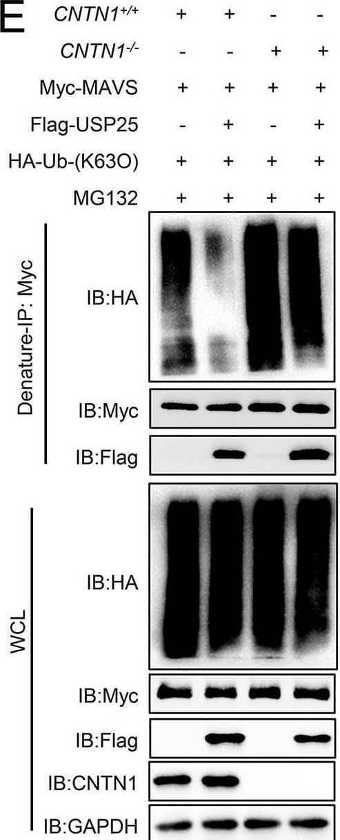 CNTN1 facilitates USP25 to degrade MAVS through the proteasomal pathway.(A) USP25 inhibits K63-linked ubiquitination of MAVS. HEK293 cells transfected with Myc-MAVS, HA-ubiquitin, or its mutants (K48O, K63O), together with a control or USP25 plasmids, were pre-treated with MG132 (10 μM) for 6 h, and the cells were then subjected to denature-IP and immunoblotting analysis with the indicated antibodies. (B) USP25+/+ and USP25-/- cells transfected with Myc-MAVS, HA-ubiquitin (K63O), were left uninfected or infected with SeV for 12 h. The cells were then subjected to denature-IP and immunoblotting analysis with the indicated antibodies. (C) USP25+/+ and USP25-/- cells were left uninfected or infected with SeV for 12 h. Twenty-four hours later, cells were harvested for SDD-AGE or SDS-PAGE followed by immunoblotting analysis with the indicated antibodies. (D) USP25-knockdown inhibits CNTN1-triggered K63-linked ubiquitination of MAVS. HEK293 cells were transfected with the indicated plasmids and USP25 siRNA or NC for 24 h. The cells were then treated with MG132 for 6 h before being used in ubiquitination assays with the indicated antibodies. (E) CNTN1+/+ or CNTN1-/- HEK293 cells were transfected with Myc-MAVS and HA-ubiquitin (K63O), together with a control or USP25 plasmids. The cells were then subjected to denature-IP and immunoblotting analysis with the indicated antibodies. (F) USP25-knockdown inhibits CNTN1-mediated degradation of MAVS. HEK293 cells were transfected with the indicated plasmids and USP25 siRNA or NC for 24 h before immunoblotting analysis. Image collected and cropped by CiteAb from the following open publication (//pubmed.ncbi.nlm.nih.gov/35171955), licensed under a CC-BY license. Not internally tested by R&D Systems.